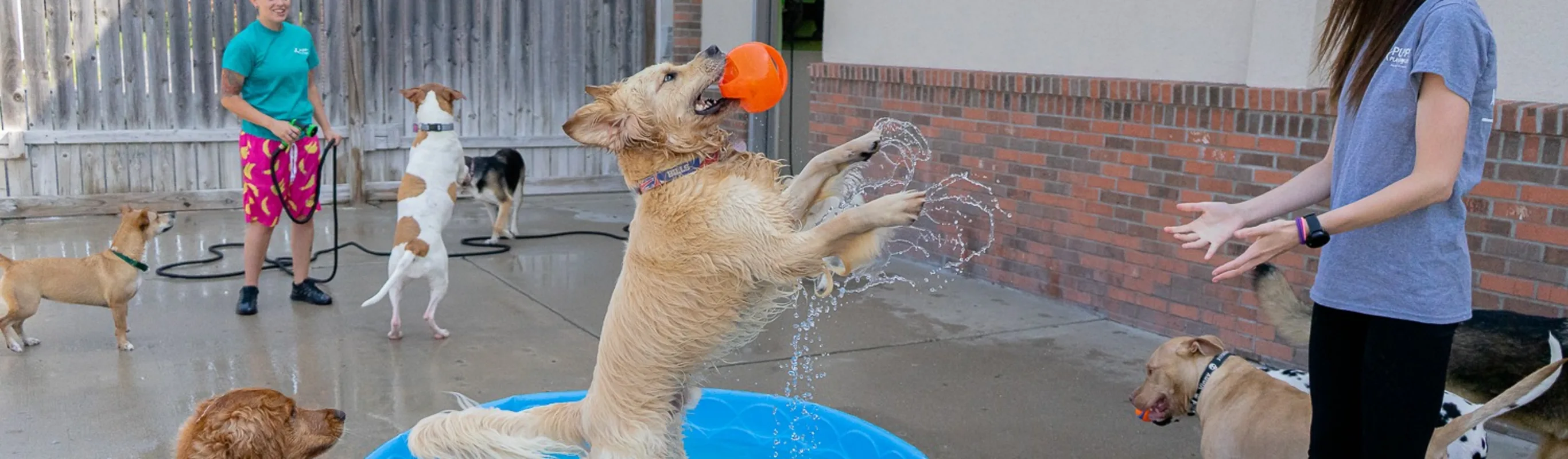 Dog catching ball at Puppy Playground